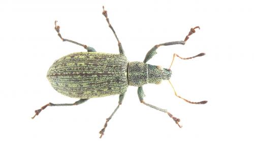 Réf. 246 813 : Polydrusus cervinus